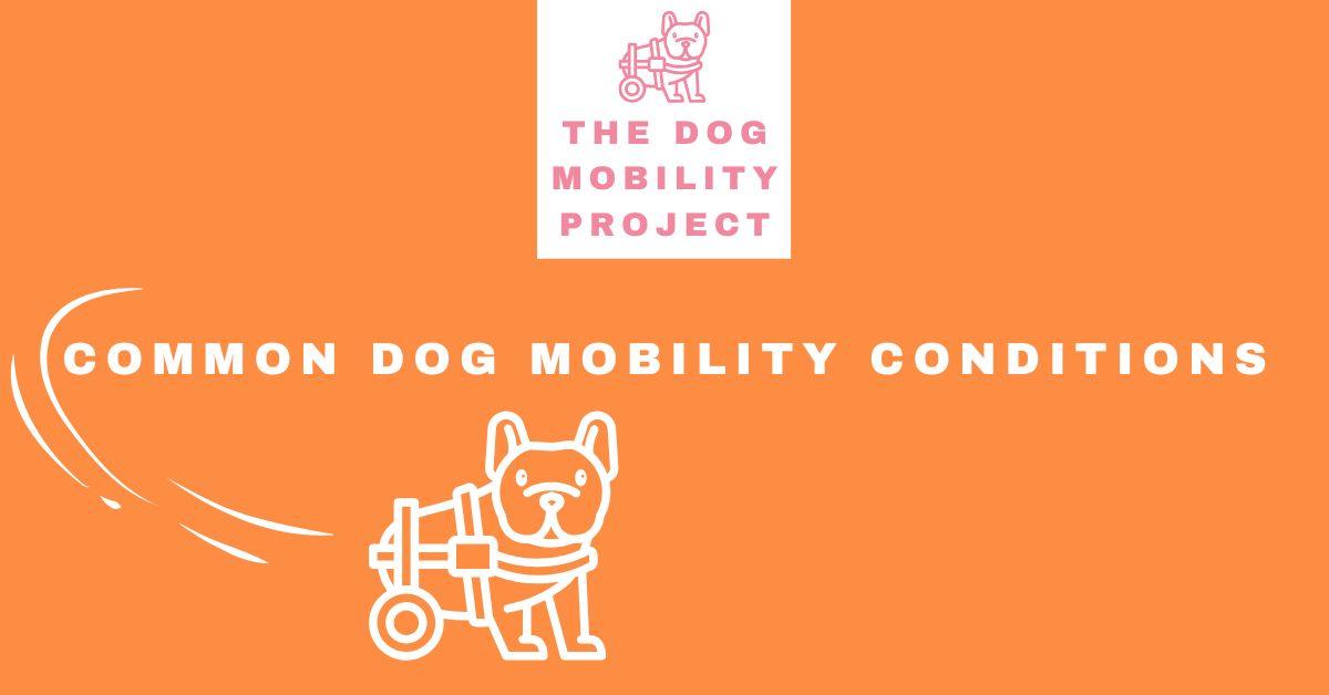 Common dog mobility conditions
