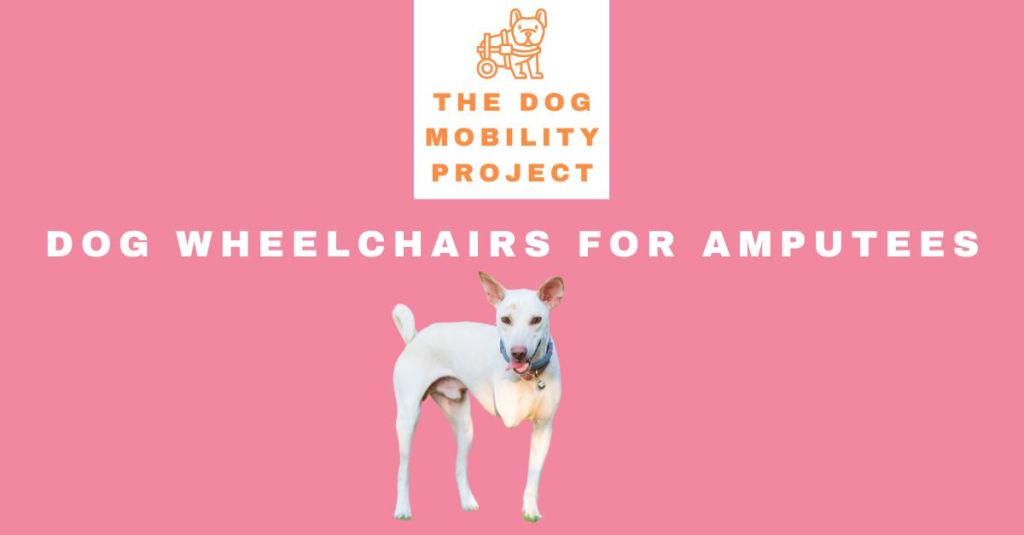 Dog Wheelchairs for Amputees: Mobility Solutions for Tripod Pups