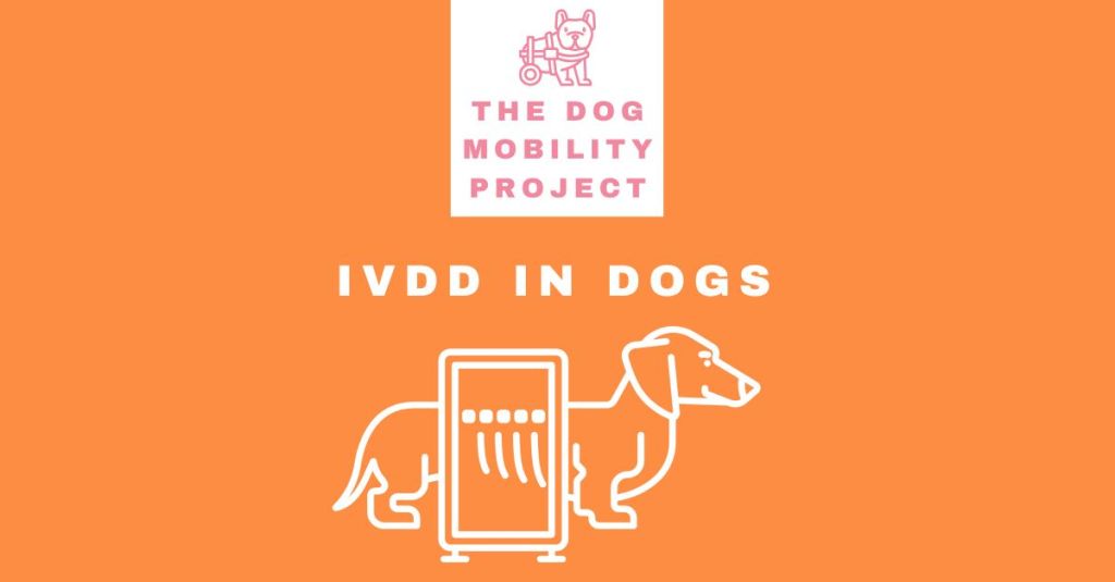 IVDD in Dogs: Understanding, Treating, and Supporting Your Dog with Intervertebral Disc Disease