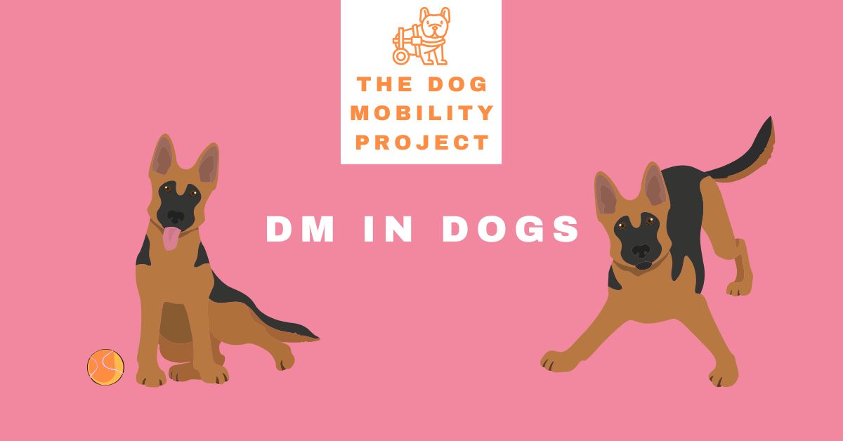 Dog Wheelchair for Degenerative Myelopathy: When It Helps & What to Expect