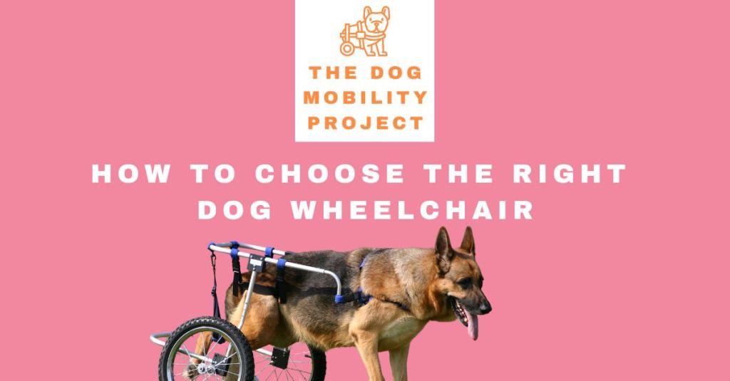 How to Choose the Right Dog Wheelchair for Your&nbsp;Pet