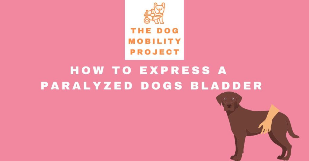 How to Express a Paralyzed Dog’s Bladder: A Step-by-Step&nbsp;Guide