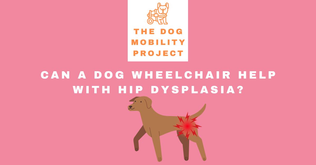 Can a dog wheelchair help with hip dysplasia?