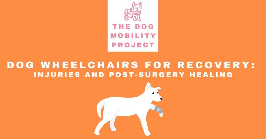 Post-Surgery Care: Why a Dog Wheelchair Could Be the Best Recovery&nbsp;Tool