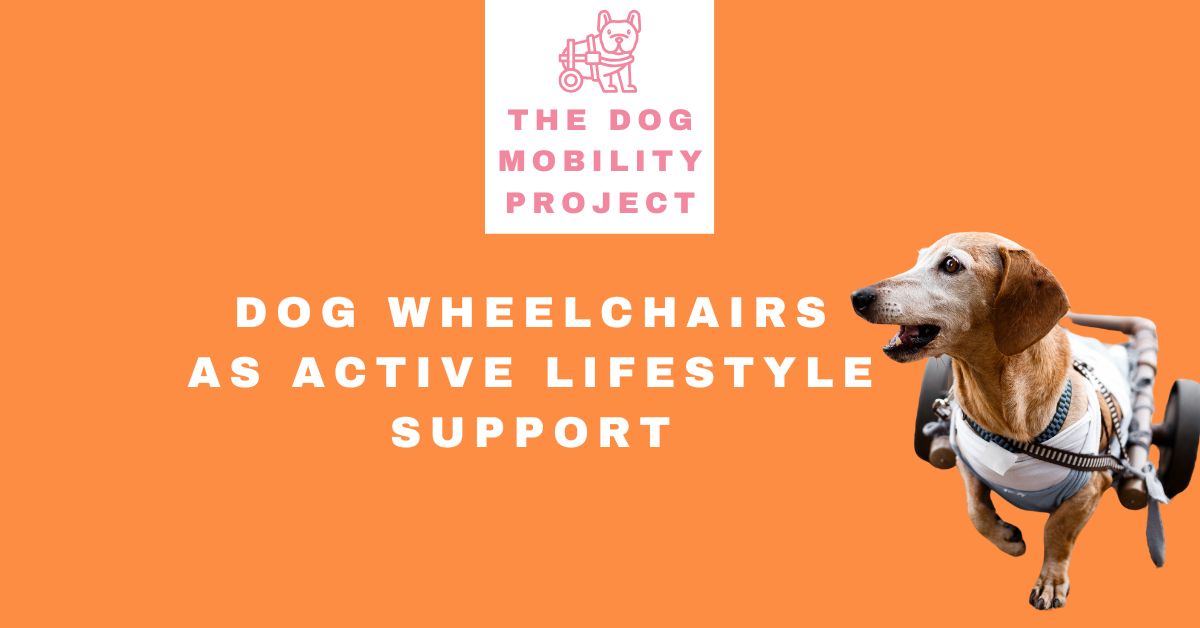 Dog Wheelchairs as Active Lifestyle Support