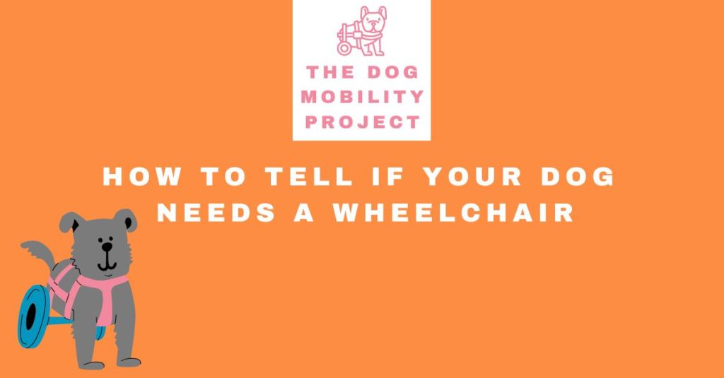 How to Tell If Your Dog Needs a Wheelchair: A Comprehensive&nbsp;Guide