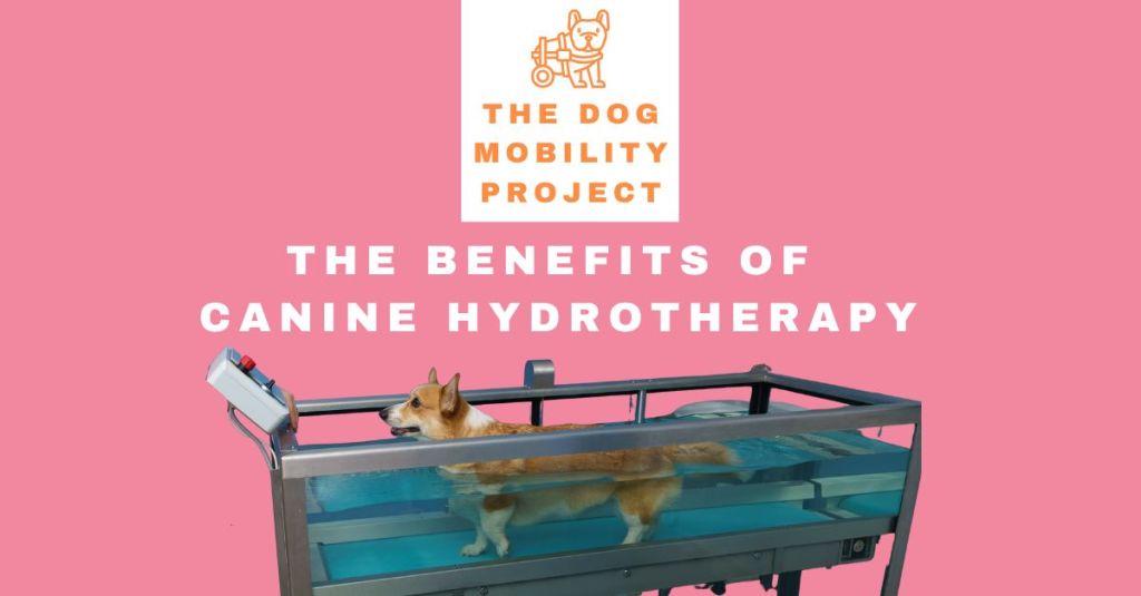 Canine Hydrotherapy: The Ultimate Guide for Dogs with Mobility&nbsp;Issues