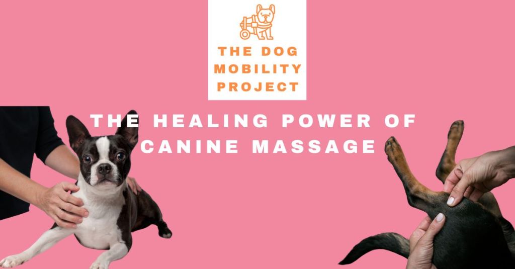 The Healing Power of Canine&nbsp;Massage