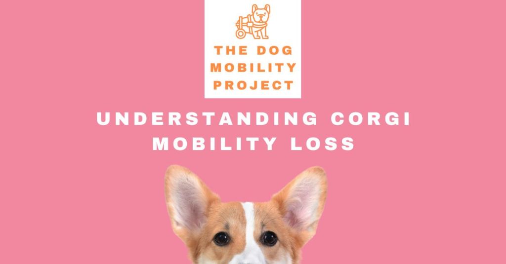 Understanding Corgi Mobility&nbsp;Loss