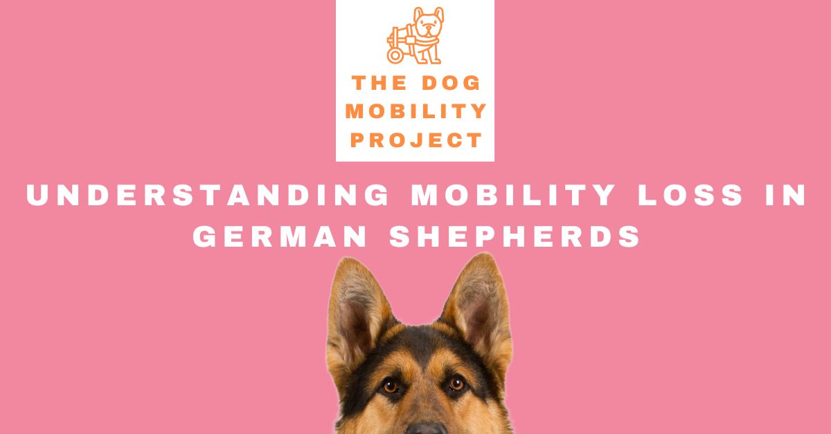 German Shepherd Mobility Loss