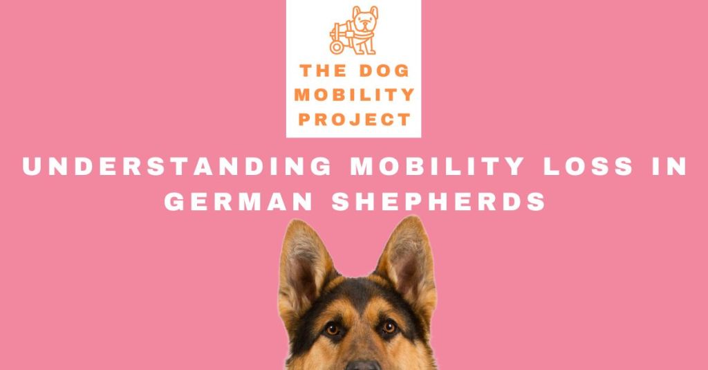 Understanding German Shepherd Mobility&nbsp;Loss