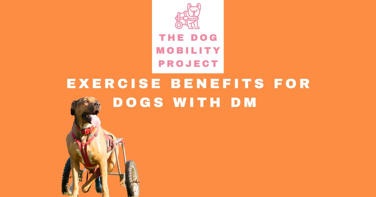 Exercise Benefits for Dogs with DM
