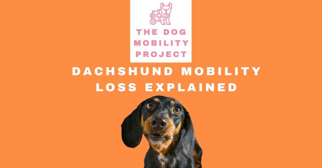 Dachshund Mobility Loss: Causes, Challenges, and&nbsp;Solutions