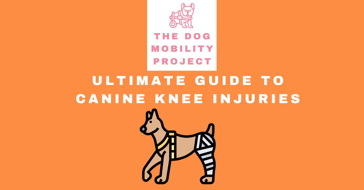 Canine knee injury guide