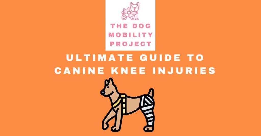 Ultimate Guide to Canine Knee Injuries: Recovery Tips and Essential&nbsp;Products