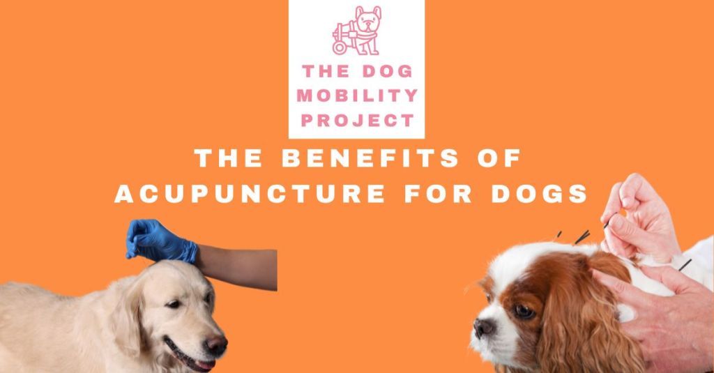 The Benefits of Acupuncture for Dogs with Mobility&nbsp;Issues