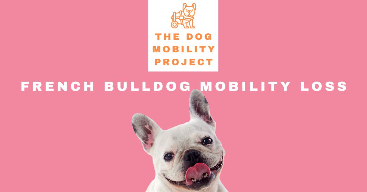 French Bulldog Mobility Loss