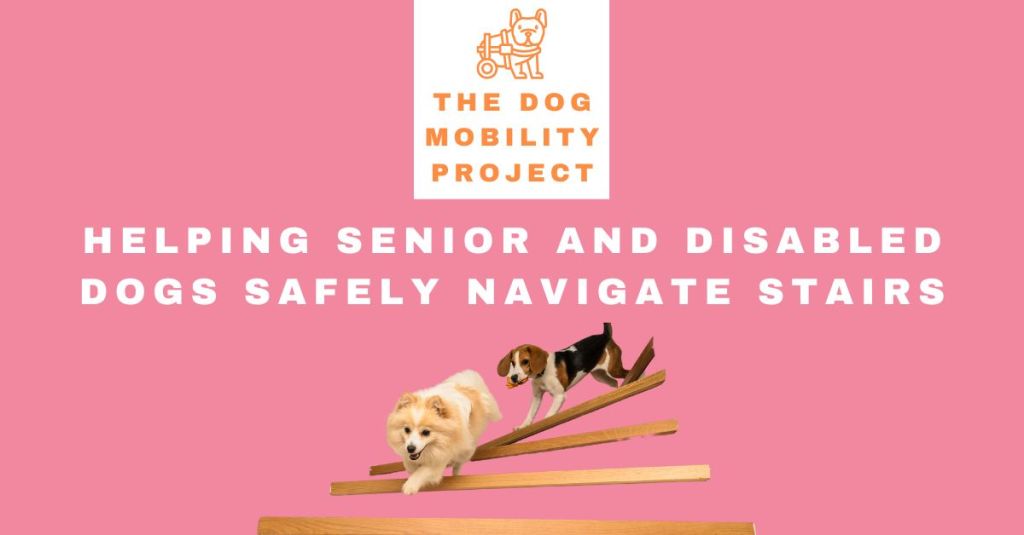 Helping Senior and Disabled Dogs Safely Navigate&nbsp;Stairs