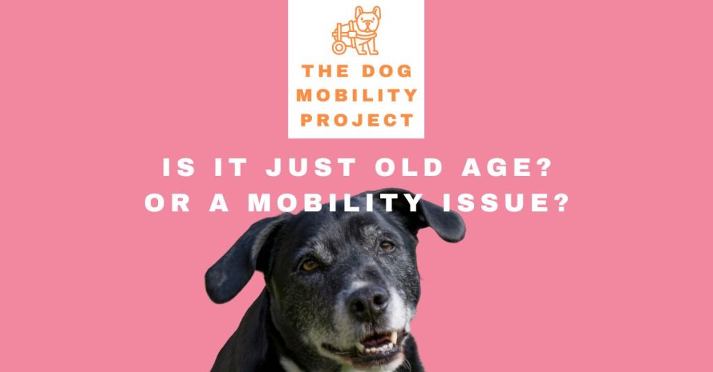 Is it Just Old Age or a Mobility Issue? Recognizing the Signs in Your&nbsp;Dog