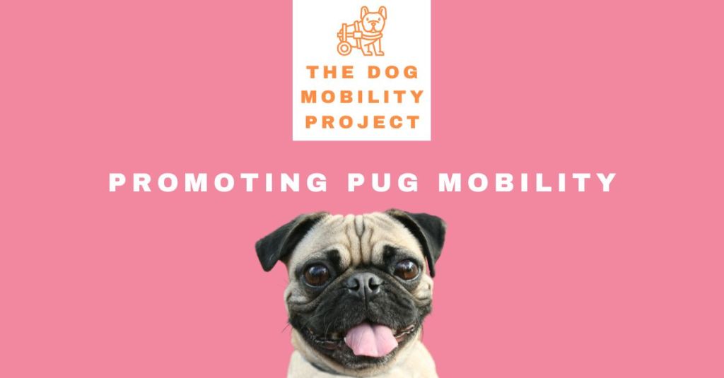Pug Mobility and Health Issues: Helping Your Pug Stay Active and&nbsp;Happy