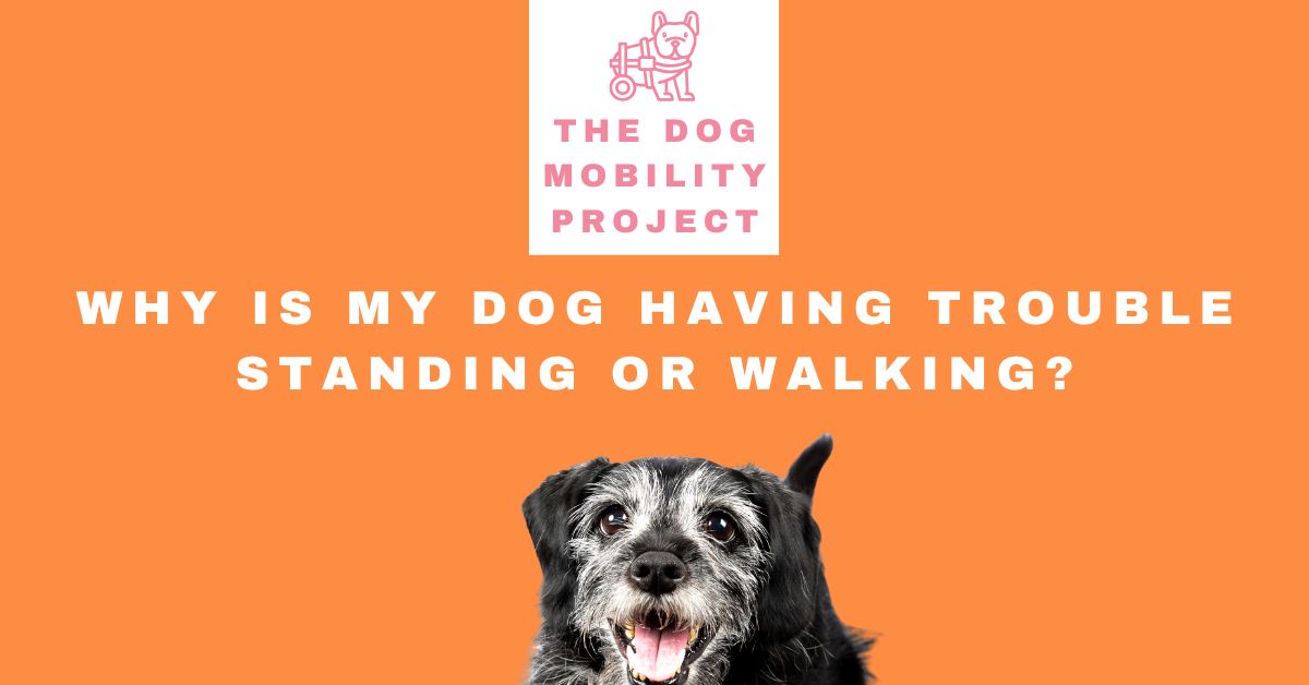 Dog Having Trouble Standing or Walking? Common Causes and What to Do