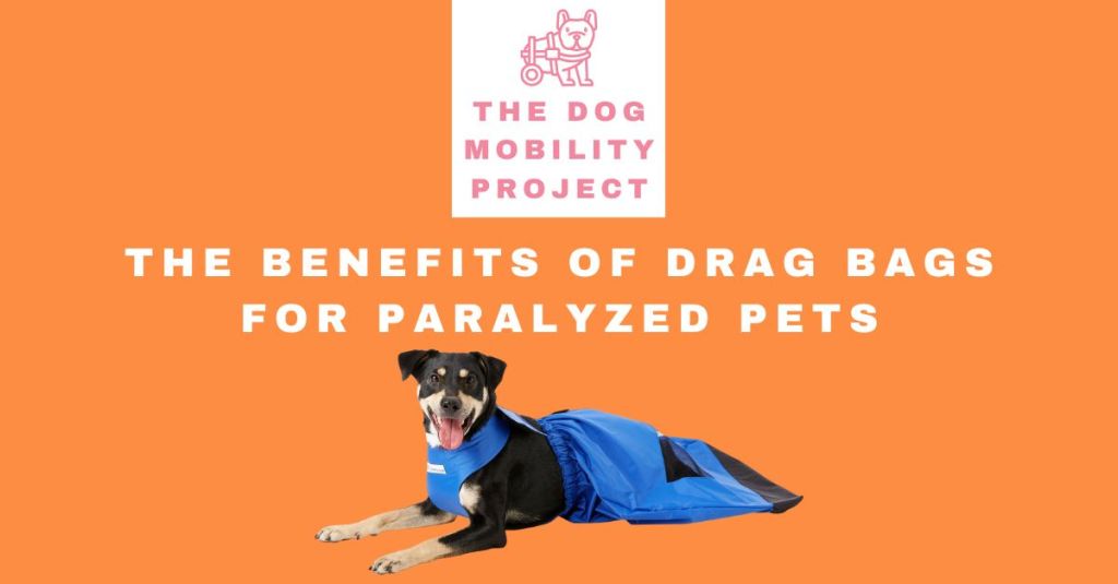 The Benefits of Drag Bags for Paralyzed Pets