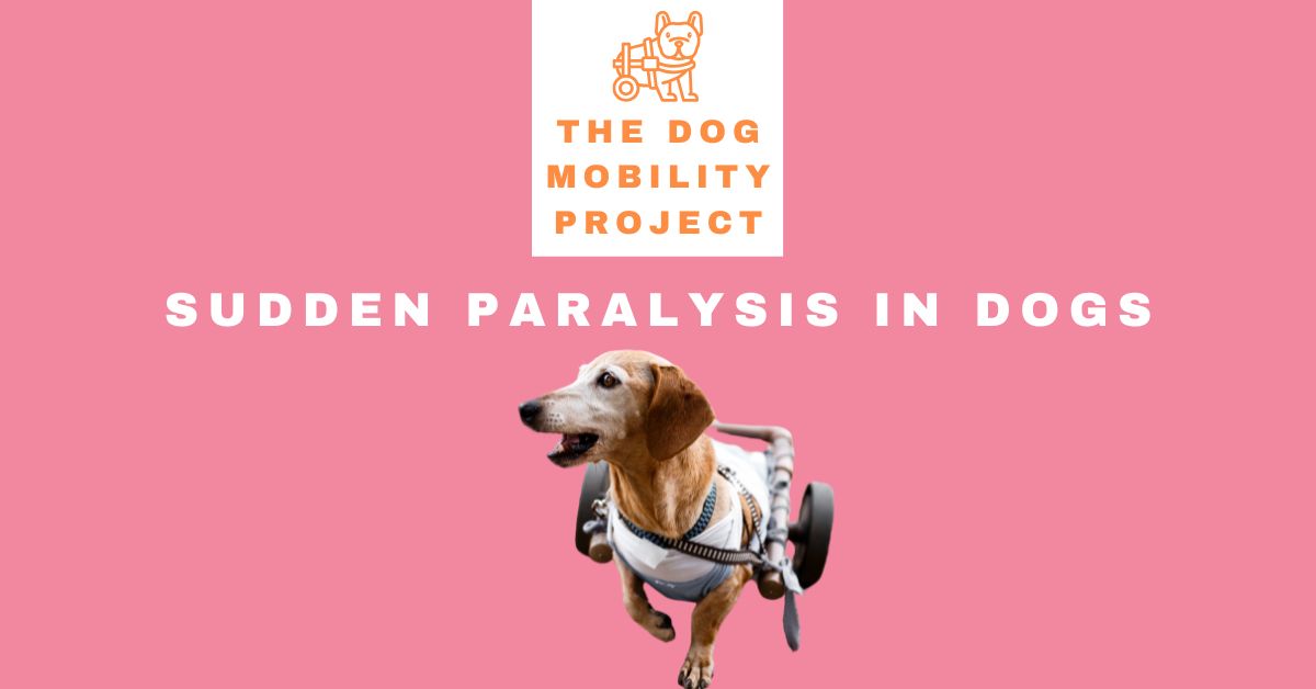 Sudden Paralysis in Dogs