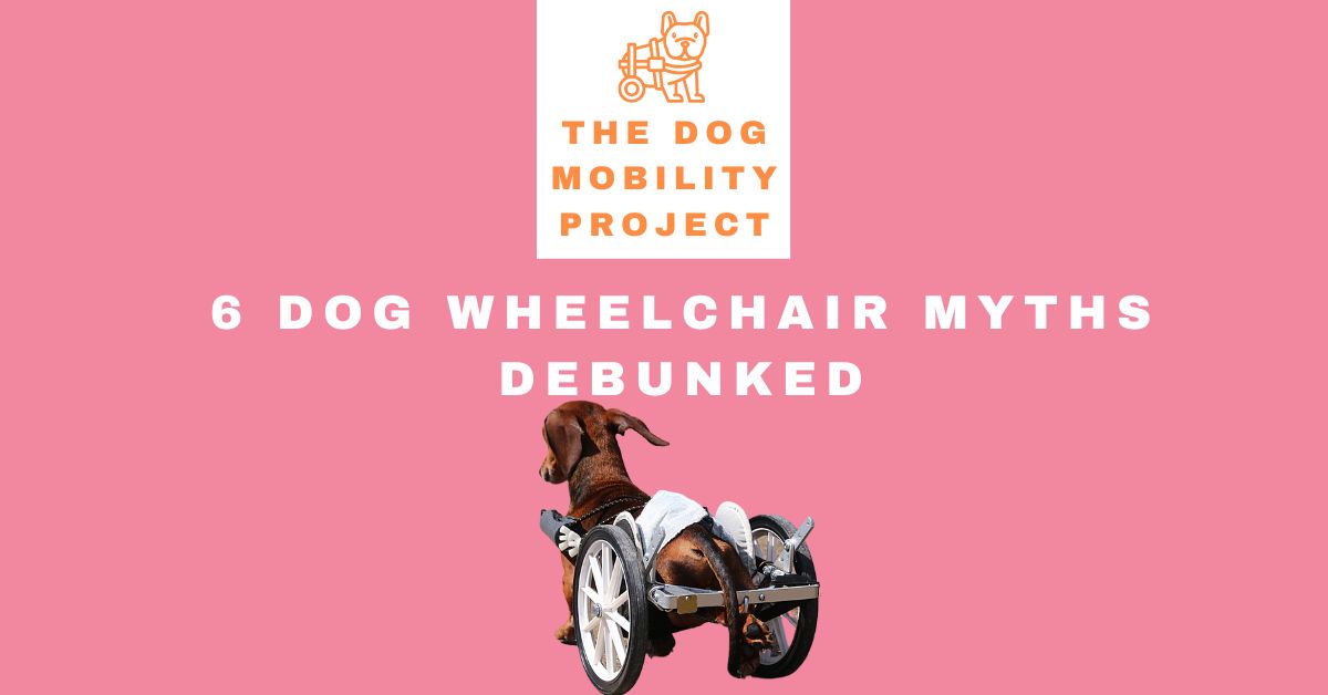 Dog wheelchair myths debunked