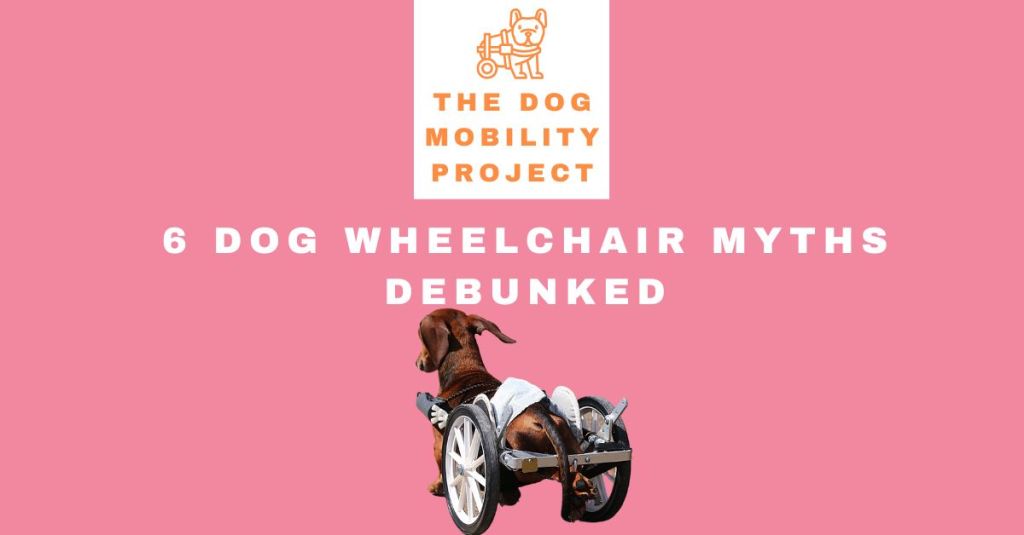 Is a Dog Wheelchair Right for Your Pet? 6 Myths You Shouldn’t&nbsp;Believe