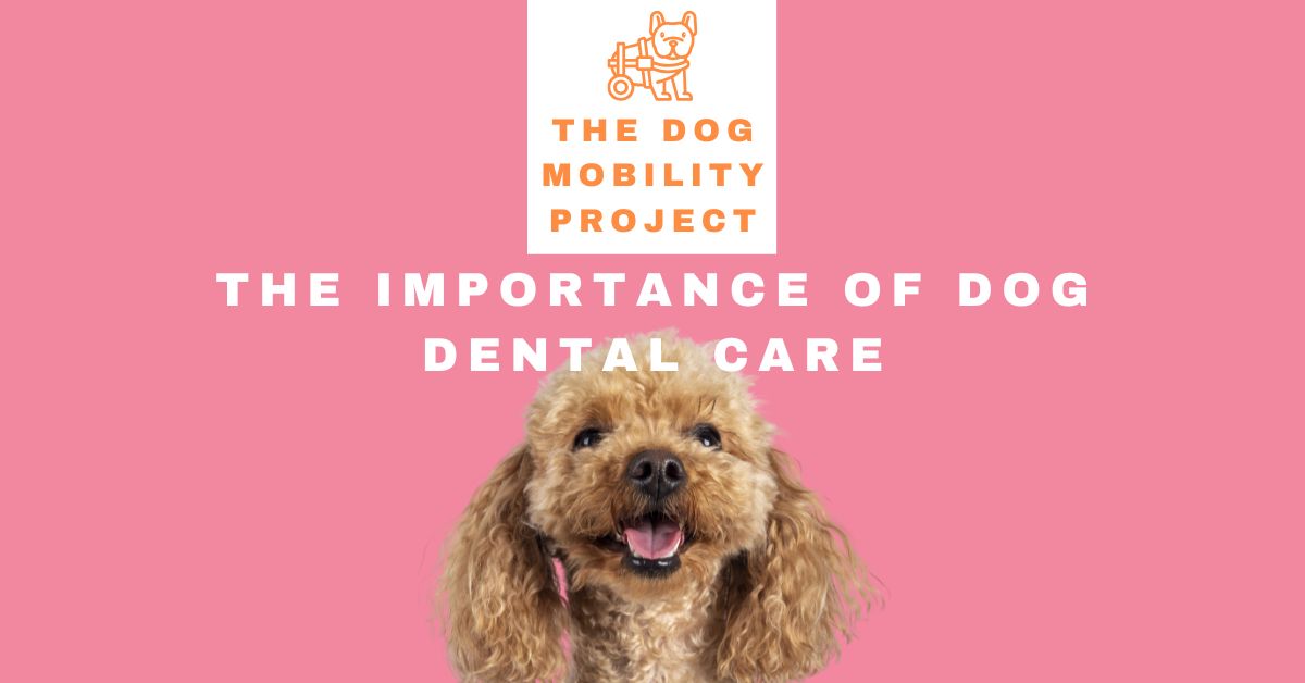 Importance of dog dental care