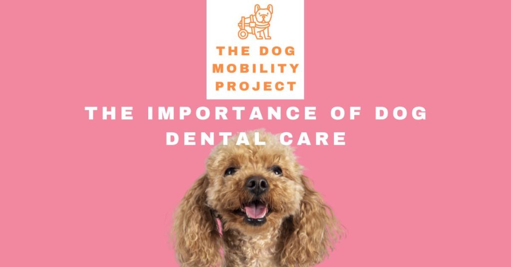 The Importance of Dog Dental Care: Protecting Your Pup’s Health and Mobility