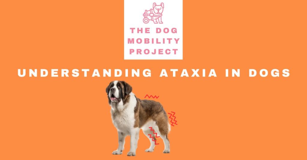 Understanding Ataxia in Dogs: Causes, Symptoms, and Mobility&nbsp;Solutions