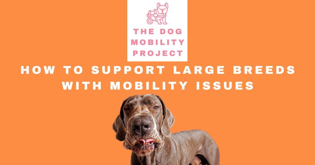 Giant Dog Wheelchairs: How to Support Large Breeds with Mobility&nbsp;Issues