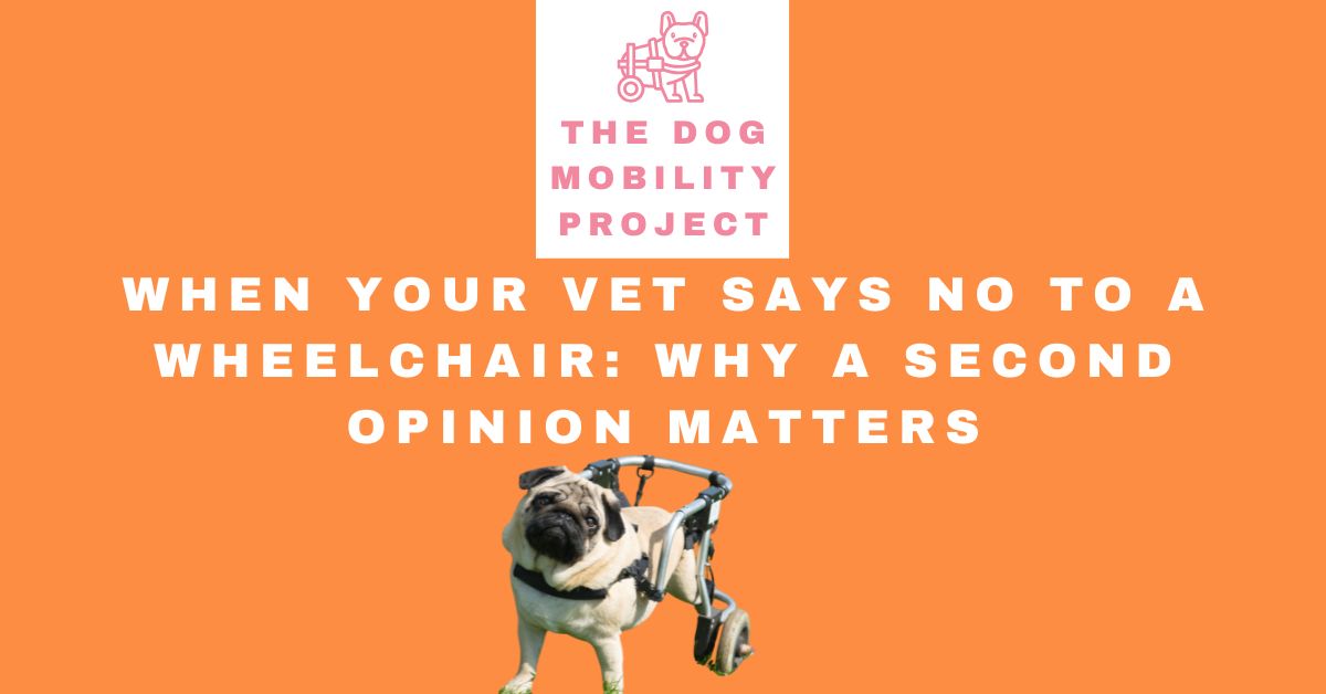 When Your Vet Says No to a Wheelchair: Why a Second Opinion Matters