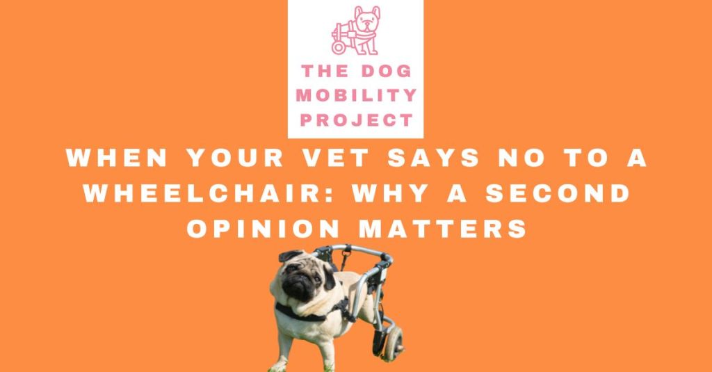 When Your Vet Says No to a Wheelchair: Why a Second Opinion&nbsp;Matters