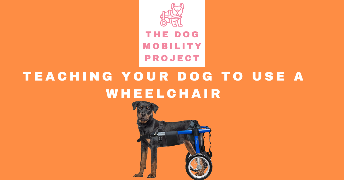 Teaching Your Dog to Use a Wheelchair: How to Overcome Initial Resistance