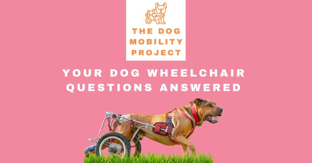 Everything You Need to Know About Dog Wheelchairs: Your Top Questions&nbsp;Answered