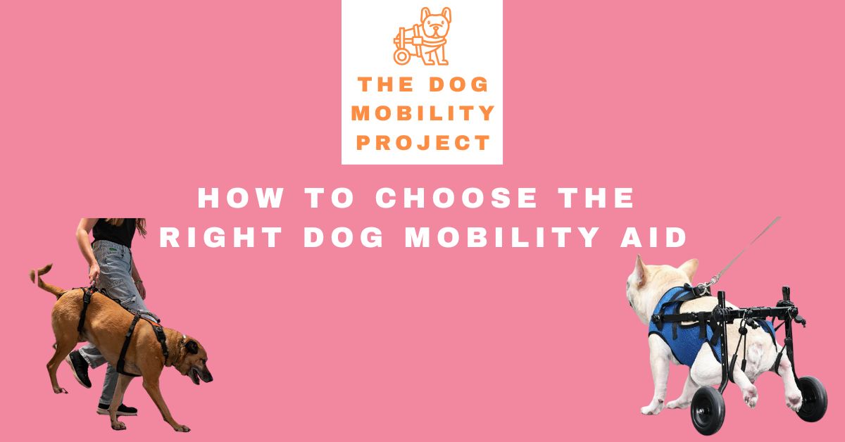 How to Choose the Right Dog Mobility Aid