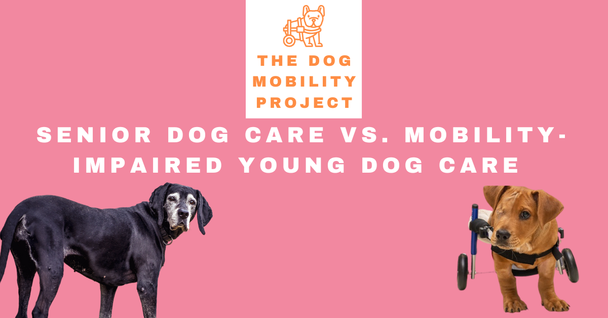 Differences in Senior Dog Care and Caring for a young mobility-challenged dog