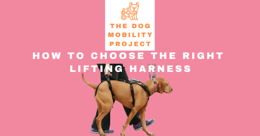 How to Choose the Right Lifting Harness for Your&nbsp;Dog