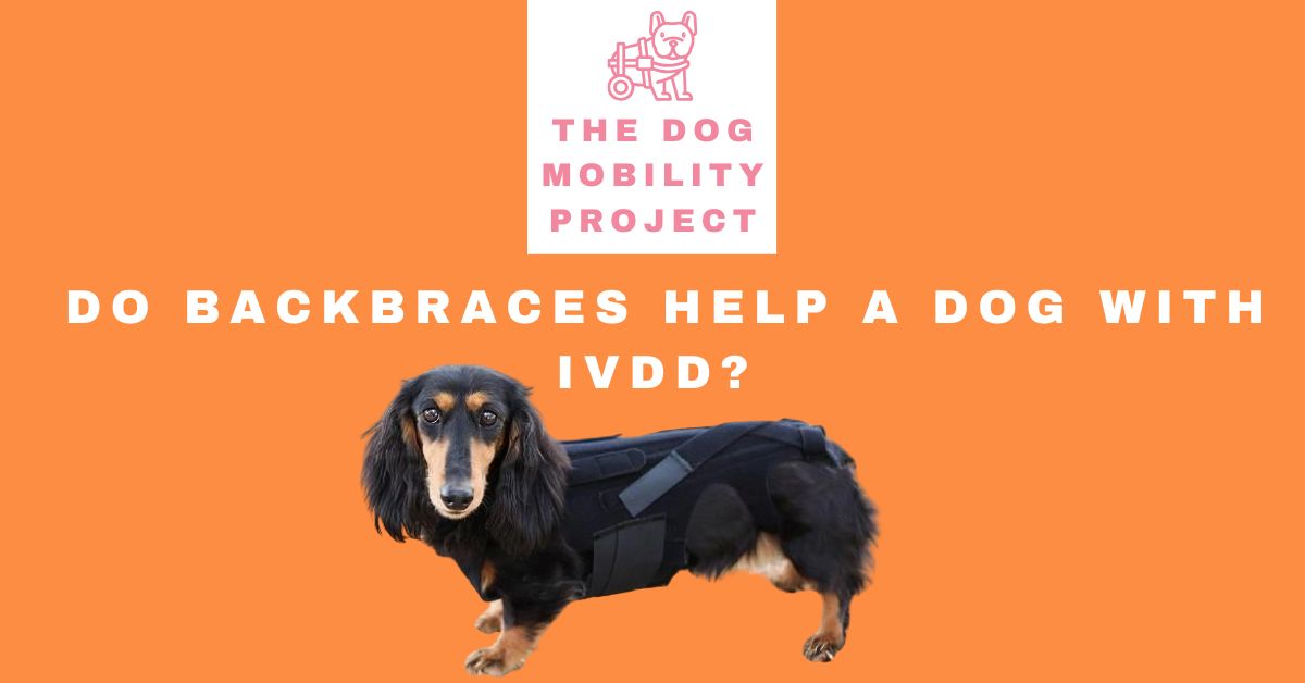 Do Back Braces Help Dogs with IVDD?