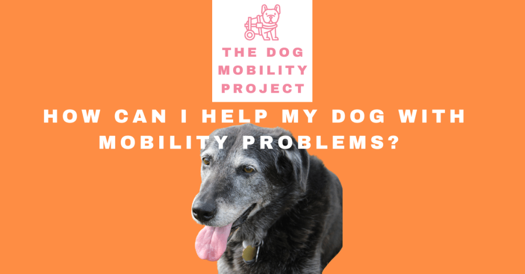 How Can I Help My Dog with Mobility&nbsp;Problems?