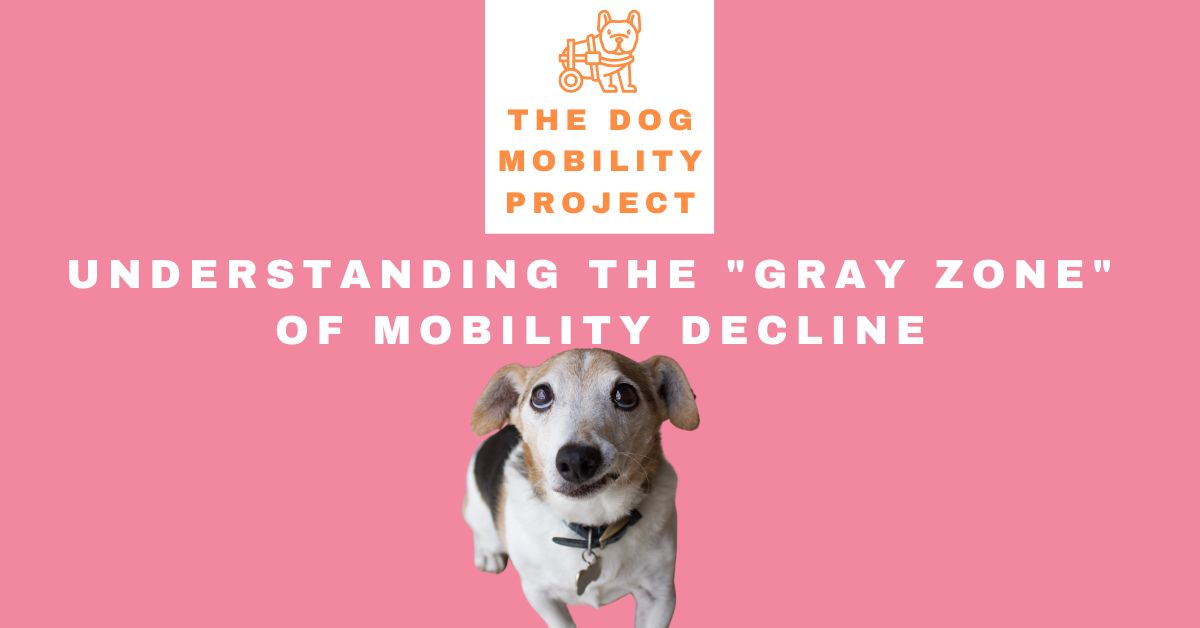 When to Get a Dog Wheelchair: Is It Too Soon or Too Late?