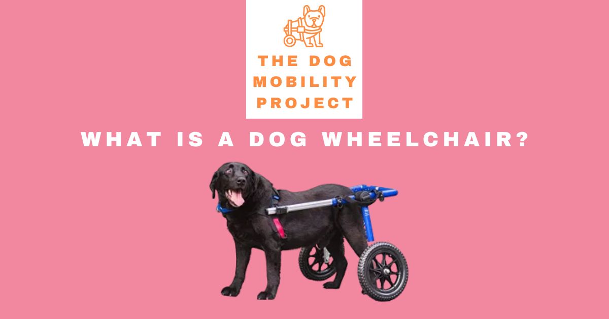 What is a dog wheelchair?