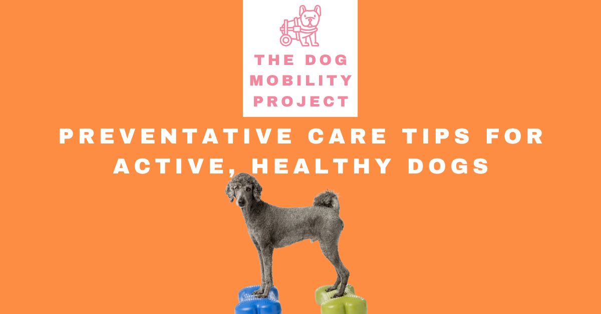 Preventive Care to keep your dog active