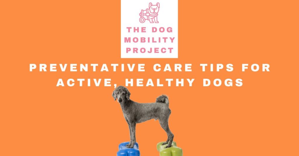 Protect Your Dog’s Mobility: Preventative Care Tips for Active, Healthy&nbsp;Dogs
