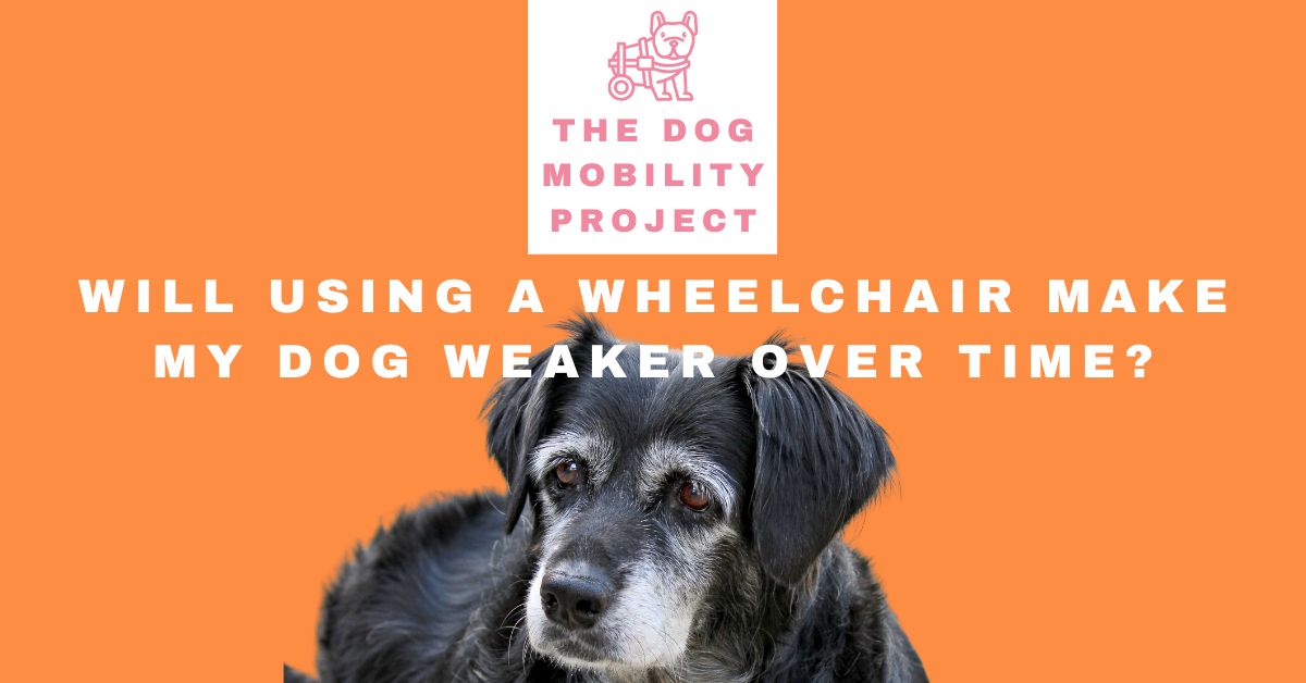 Will a Dog Wheelchair Make My Dog Weaker? The Truth About Muscle Loss and Mobility