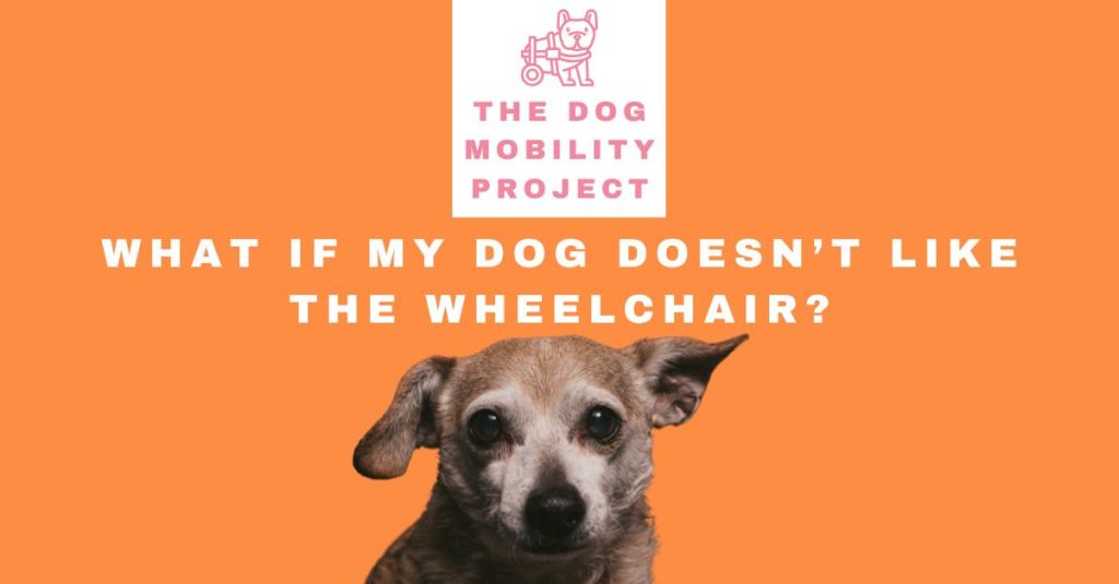 What If My Dog Doesn’t Like the Wheelchair?