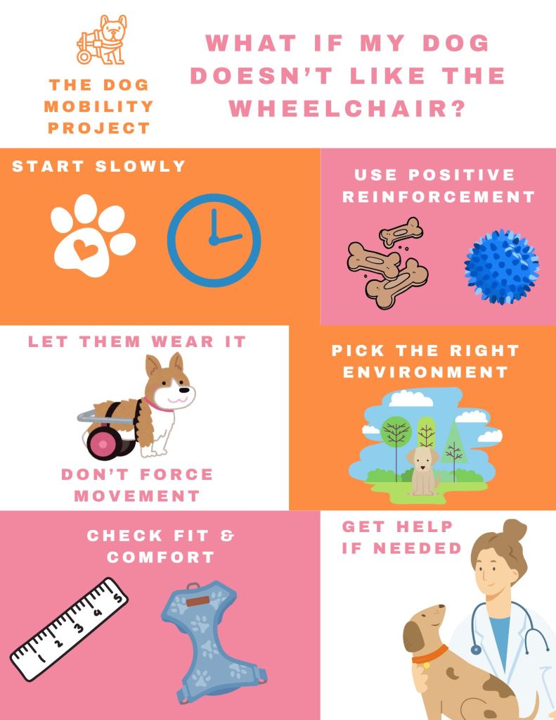 What If My Dog Doesn’t Like the Wheelchair? guide