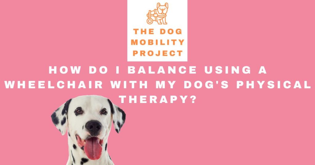 How Do I Balance Using a Wheelchair with My Dog’s Physical&nbsp;Therapy?